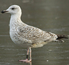 2cy argentatus in October, ringed in Norway. (118370 bytes)