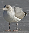 Herring Gull