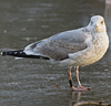 1cy argenteus in November, ringed in Belgium. (25637 bytes)