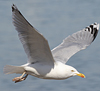 adult argenteus in April, ringed in the Netherlands. (79121 bytes)