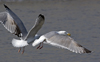 3cy argentatus in January. (80207 bytes)