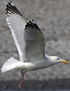 3cy argentatus in January. (80207 bytes)