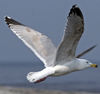 3cy argentatus in January. (80207 bytes)
