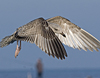 1cy argenteus in November, ringed in Belgium. (25637 bytes)