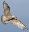 1cy argenteus in November, ringed in Belgium. (25637 bytes)