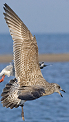1cy argenteus in November, ringed in Belgium. (25637 bytes)
