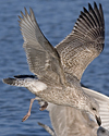 1cy argenteus in November, ringed in Belgium. (25637 bytes)