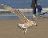 1cy argenteus in November, ringed in Belgium. (25637 bytes)