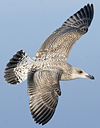 1cy argenteus in November, ringed in Belgium. (25637 bytes)