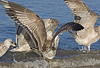 1cy argenteus in November, ringed in Belgium. (25637 bytes)