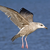 1cy argenteus in November, ringed in Belgium. (25637 bytes)