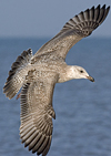 1cy argenteus in November, ringed in Belgium. (25637 bytes)