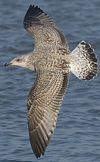 1cy argenteus in November, ringed in Belgium. (25637 bytes)