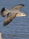 1cy argenteus in November, ringed in Belgium. (25637 bytes)