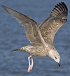 1cy argenteus in November, ringed in Belgium. (25637 bytes)