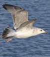 Herring Gull