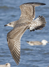 1cy argenteus in November, ringed in Belgium. (25637 bytes)