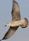 1cy argenteus in November, ringed in Belgium. (25637 bytes)