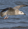 1cy argenteus in November, ringed in Belgium. (25637 bytes)