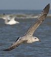 1cy argenteus in November, ringed in Belgium. (25637 bytes)