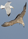 1cy argenteus in November, ringed in Belgium. (25637 bytes)