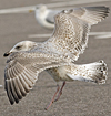 Herring Gull
