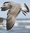 Herring Gull