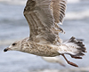 Herring Gull