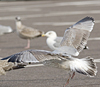Herring Gull