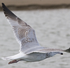 Herring Gull