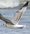 Herring Gull