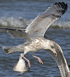 Herring Gull
