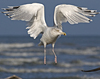 Herring Gull
