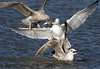 Herring Gull