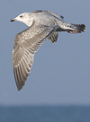 Herring Gull