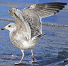 2cy argentatus in February, ringed in Russia. (84802 bytes)