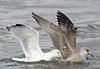 1cy argenteus in November, ringed in Belgium. (25637 bytes)