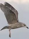 1cy argenteus in November, ringed in Belgium. (25637 bytes)