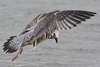 1cy argenteus in November, ringed in Belgium. (25637 bytes)