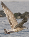 1cy argenteus in November, ringed in Belgium. (25637 bytes)