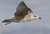 1cy argenteus in November, ringed in Belgium. (25637 bytes)