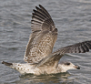 1cy argenteus in November, ringed in Belgium. (25637 bytes)
