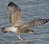 1cy argenteus in November, ringed in Belgium. (25637 bytes)