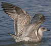1cy argenteus in November, ringed in Belgium. (25637 bytes)