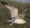2cy argentatus in November. (81321 bytes)