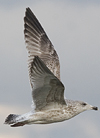 2cy argentatus in November. (81321 bytes)
