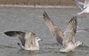 2cy argentatus in November. (81321 bytes)