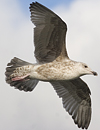 2cy argentatus in November. (81321 bytes)