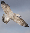 2cy argentatus in November. (81321 bytes)