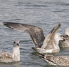 2cy argentatus in November. (81321 bytes)